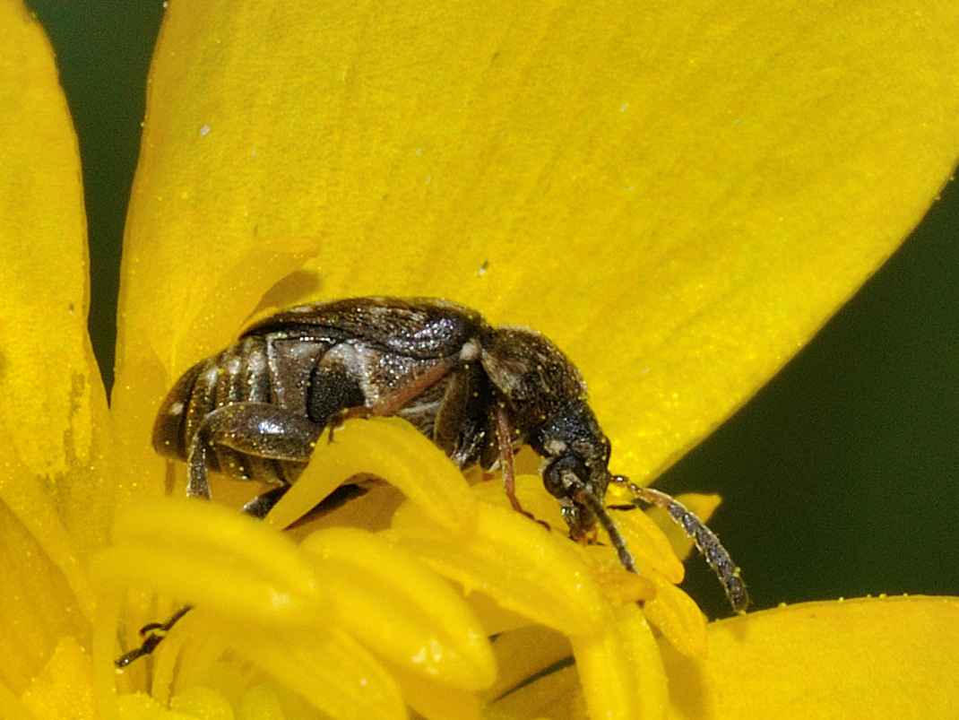 Chrysomelidae Bruchinae